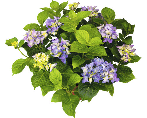 Bauernhortensie Hydrangea macrophylla 'Tiffany Purple' H 30-40 cm Co 5 L