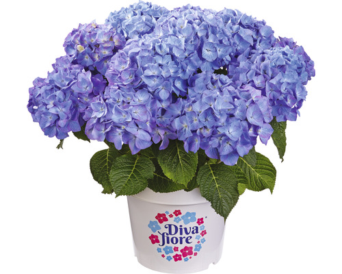 Bauernhortensie Hydrangea macrophylla 'Diva fiore' ® Blau H 30-40 cm Co 5 L