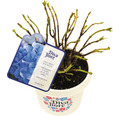 Bauernhortensie Hydrangea macrophylla 'Diva fiore' ® Blau H 30-40 cm Co 5 L blau