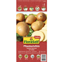 Pflanzkartoffeln 'Up-To-Date' FloraSelf Select mehlig kochend 10 Stk.-thumb-0