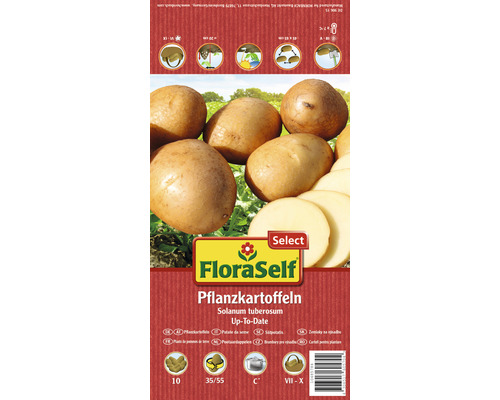 Pflanzkartoffeln 'Up-To-Date' FloraSelf Select mehlig kochend 10 Stk.
