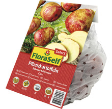 Pflanzkartoffeln 'Cara' FloraSelf Select vorwiegend festkochend 10 Stk.-thumb-1