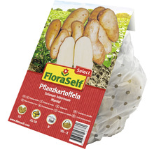 Pflanzkartoffeln FloraSelf Select Solanum tuberosum 'Mandel' 10 Stk-thumb-1