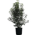Portugiesischer Kirschlorbeer FloraSelf Prunus lusitanica 'Angustifolia' H 60-80 cm Co 10 L
