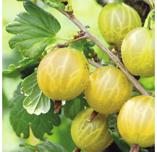 gelbe, große, süße Stachelbeere Hof:Obst Ribes uva-crispa ‘Solemio‘® H 30-40 cm Co 3,4 L-thumb-0