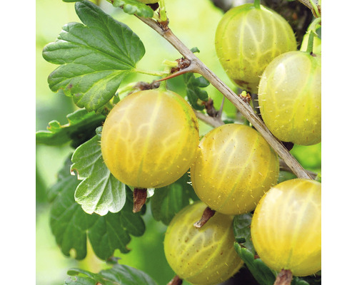 gelbe, große, süße Stachelbeere Hof:Obst Ribes uva-crispa ‘Solemio‘® H 30-40 cm Co 3,4 L-0