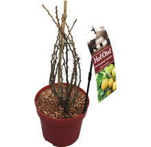 gelbe, große, süße Stachelbeere Hof:Obst Ribes uva-crispa ‘Solemio‘® H 30-40 cm Co 3,4 L-thumb-1