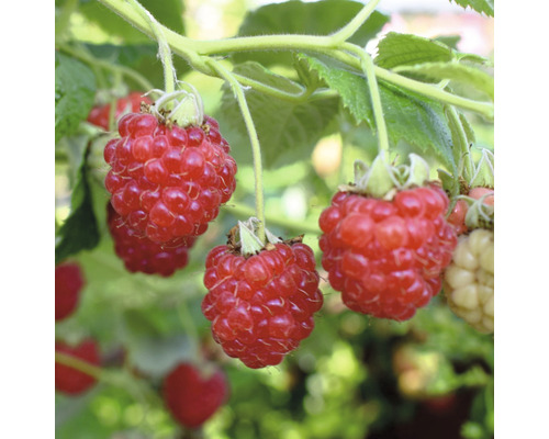 große Herbst-Himbeere Hof:Obst Rubus idaeus Primeberry ® 'Autumn Happy' ® H 30-40 cm Co 3,4 L