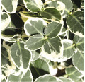 Weißbunte Kriechspindel FloraSelf Euonymus fort. 'Emerald Gaiety' H 20-25 cm Co 5 L buschig