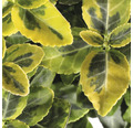Goldbunte Kriechspindel FloraSelf Euonymus fortunei 'Emerald 'n' Gold' H 20-25 cm Co 5 L buschig