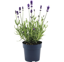 Lavendel FloraSelf Lavandula angustifolia 'Felice' H 15-20 cm Ø 12 cm Topf-thumb-1