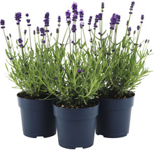 Lavendel FloraSelf Lavandula angustifolia 'Felice' H 15-20 cm Ø 12 cm Topf-thumb-3