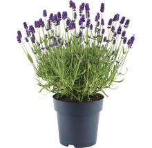 Lavendel FloraSelf Lavandula angustifolia 'Felice' H 20-25 cm Co 1,5 L-thumb-2