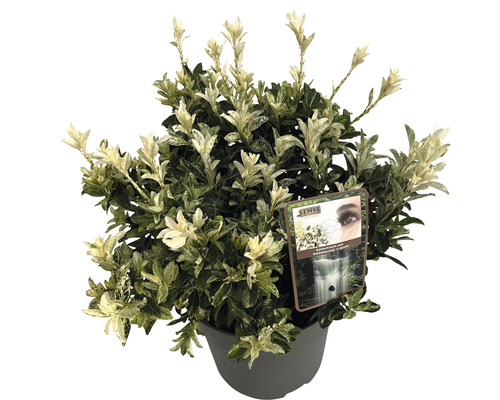 Spindelstrauch FloraSelf Euonymus japonica 'Pierrolino' H 25-35 cm Co 5 L