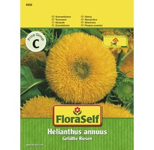 Sonnenblume 'Gefüllte Riesen' FloraSelf samenfestes Saatgut Blumensamen-thumb-0
