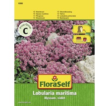 Steinkraut 'Alyssum' FloraSelf samenfestes Saatgut Blumensamen-thumb-0