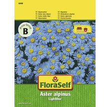 Alpenaster 'Lightblue' FloraSelf samenfestes Saatgut Blumensamen-thumb-0