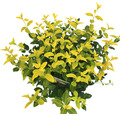 Leuchtend gelbe Kriechspindel FloraSelf Euonymus fort. GOLDMINE ® H 25-30 cm Co 5 L buschig