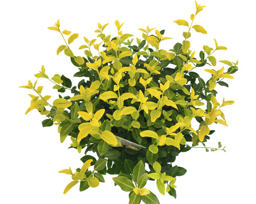 Leuchtend gelbe Kriechspindel FloraSelf Euonymus fort. GOLDMINE ® H 25-30 cm Co 5 L buschig