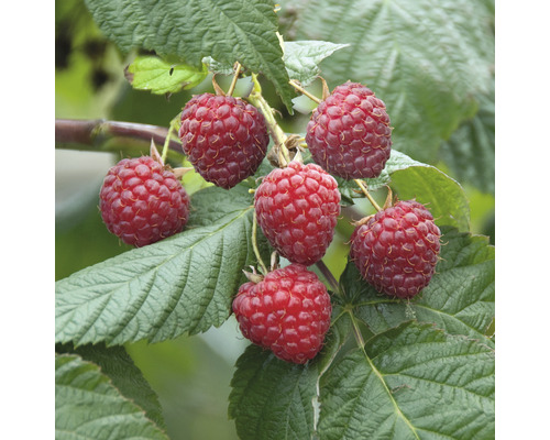 Kinder-Himbeere FloraSelf Rubus idaeus \'Glen Ample\' | 40-60 H HORNBACH