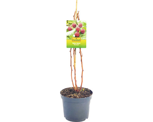 Kinder-Himbeere FloraSelf Rubus idaeus \'Glen Ample\' H 40-60 | HORNBACH
