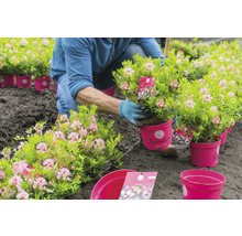 Zwerg-Rhododendron Buchsbaum Alternative –Bloombux® Magenta Rhododendron micranthum 'Bloombux'® H 5-10 cm Topf 11 cm-thumb-3