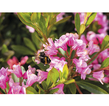 Zwerg-Rhododendron Buchsbaum Alternative –Bloombux® Magenta Rhododendron micranthum 'Bloombux' ® H 15-20 cm Co 2 L-thumb-2