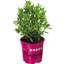 Zwerg-Rhododendron Buchsbaum Alternative –Bloombux® Magenta Rhododendron micranthum 'Bloombux'® H 5-10 cm Topf 11 cm-thumb-4