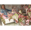 Buntblättriger Strauchahorn Acer conspicuum 'Red Flamingo' H 40-50 cm Co 3 L