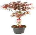 Roter Fächerahorn Acer palmatum 'Atropurpureum' H 25-30 cm Schale 23 cm
