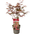 Roter Fächerahorn Acer palmatum 'Atropurpureum' H 30-40 cm T 15 cm