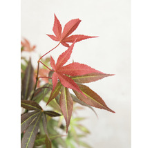 Roter Fächerahorn Acer palmatum 'Atropurpureum' H 40-50 Co 3 L-thumb-0