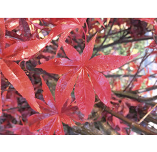 Roter Fächerahorn Acer palmatum 'Atropurpureum' H 40-50 Co 3 L-thumb-3
