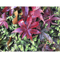 Roter Fächerahorn Acer palmatum 'Atropurpureum' H 40-50 Co 3 L