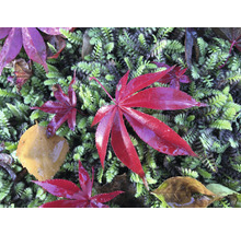 Roter Fächerahorn Acer palmatum 'Atropurpureum' H 40-50 Co 3 L-thumb-6
