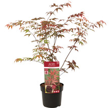 Roter Fächerahorn Acer palmatum 'Atropurpureum' H 40-50 Co 3 L-thumb-1