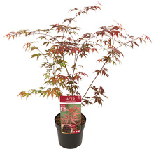 Roter Fächerahorn Acer palmatum 'Atropurpureum' H 40-50 Co 3 L-thumb-2