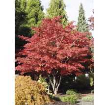 Roter Fächerahorn Acer palmatum 'Atropurpureum' H 60-80 cm Co 6,5 L-thumb-5