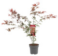 Roter Fächerahorn Acer palmatum 'Atropurpureum' H 60-80 cm Co 6,5 L