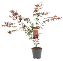 Roter Fächerahorn Acer palmatum 'Atropurpureum' H 60-80 cm Co 6,5 L-thumb-1