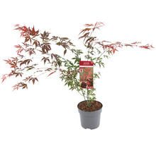 Roter Fächerahorn Acer palmatum 'Atropurpureum' H 60-80 cm Co 6,5 L-thumb-2