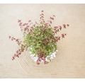 Japanischer Schlitzahorn Acer palmatum 'Beni Maiko' H 25-30 cm Schale 23 cm