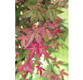 Japanischer Schlitzahorn Acer palmatum 'Beni Maiko' H 30-40 cm Co 3 L