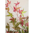 Japanischer Schlitzahorn Acer palmatum 'Beni Maiko' H 30-40 cm Co 3 L