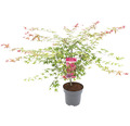Japanischer Schlitzahorn Acer palmatum 'Beni Maiko' H 80-100 Co 10 L