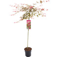 Japanischer Schlitzahorn Acer palmatum 'Beni Maiko' Stamm H 90 cm Co 6,5 L