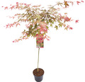 Japanischer Schlitzahorn Acer palmatum 'Beni Maiko' Stamm H 90 cm Co 6,5 L