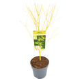 Gelbholziger Fächerahorn Acer palmatum 'Bi Hoo' H 60-80 cm Co 6,5 L