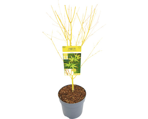 Gelbholziger Fächerahorn Acer palmatum 'Bi Hoo' H 60-80 cm Co 6,5 L