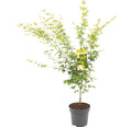 Gelbholziger Fächerahorn Acer palmatum 'Bi Hoo' H 80-100 cm C0 10 L